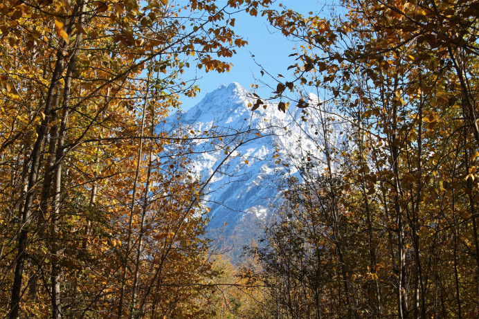 Mountains in Alaska from the forest.