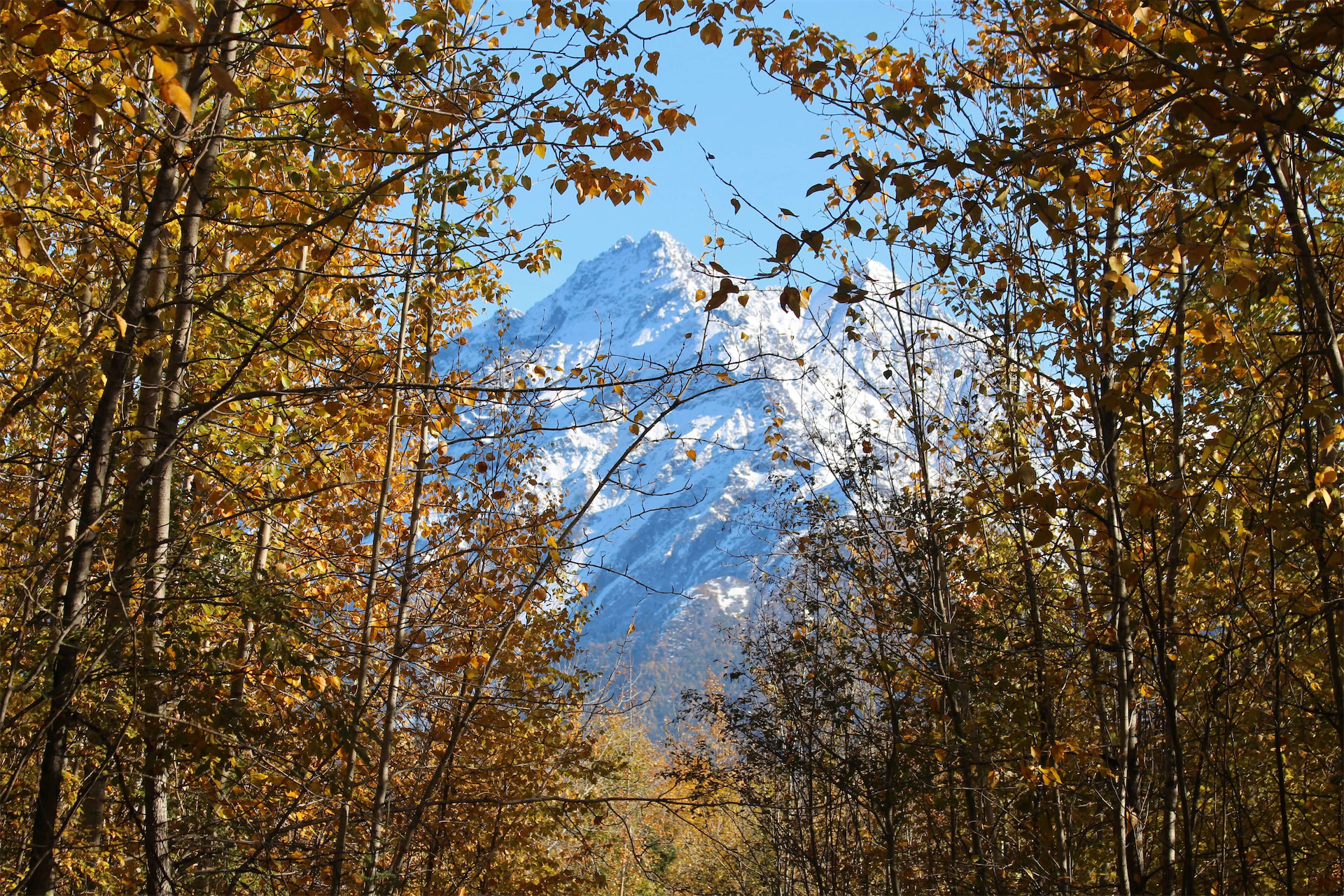 Alaska Discovery Land & Cruise